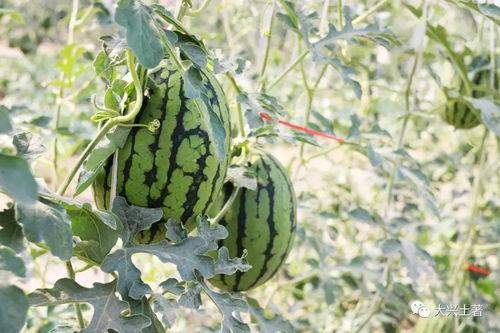 近期热门吃瓜网红,揭秘近期热门吃瓜网红背后的故事 第1张 近期热门吃瓜网红,揭秘近期热门吃瓜网红背后的故事 第1张